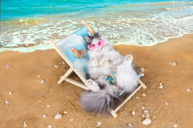 Кот на море