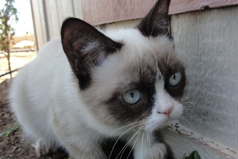 Grumpy Cat плачет