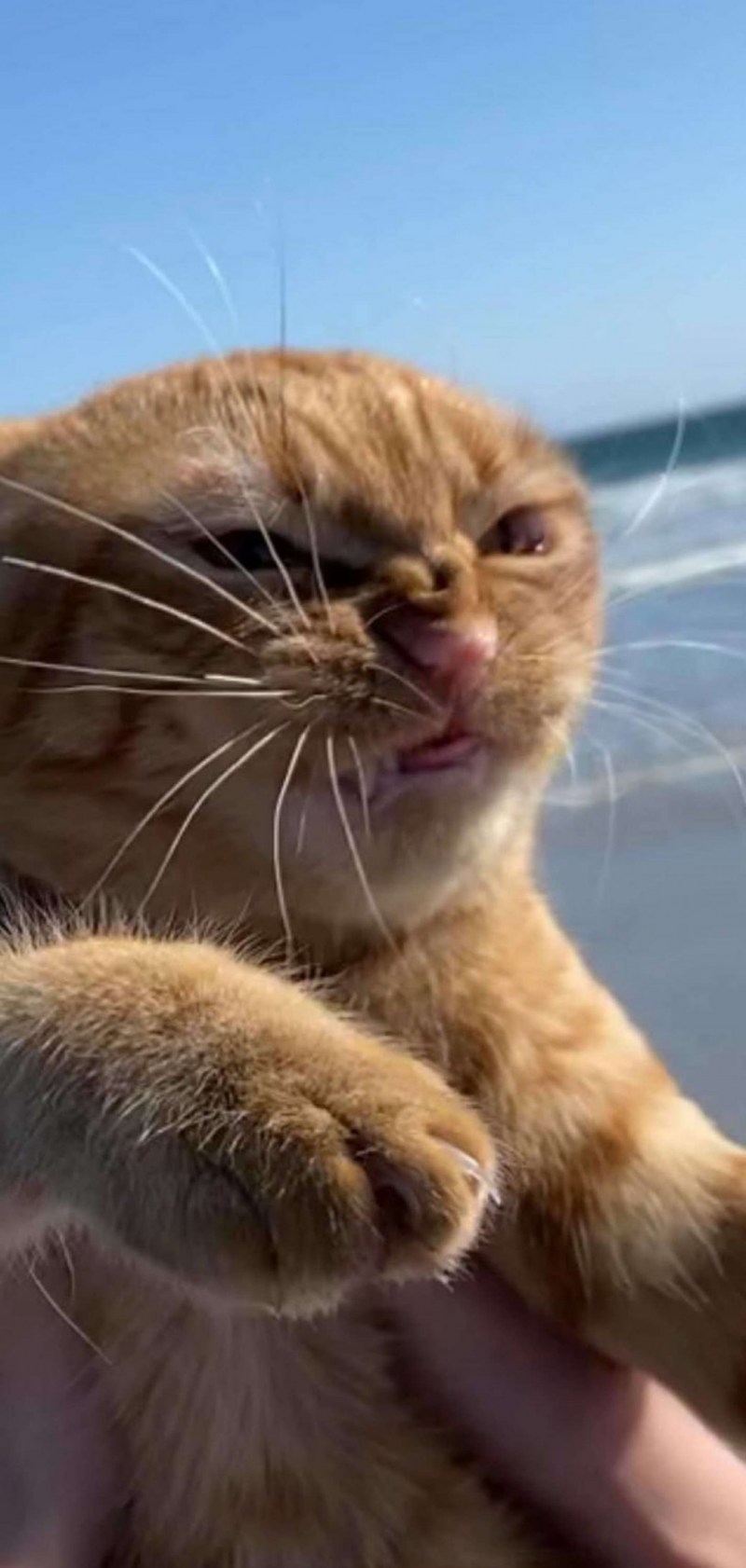 Фу люди фу море рыжий кот