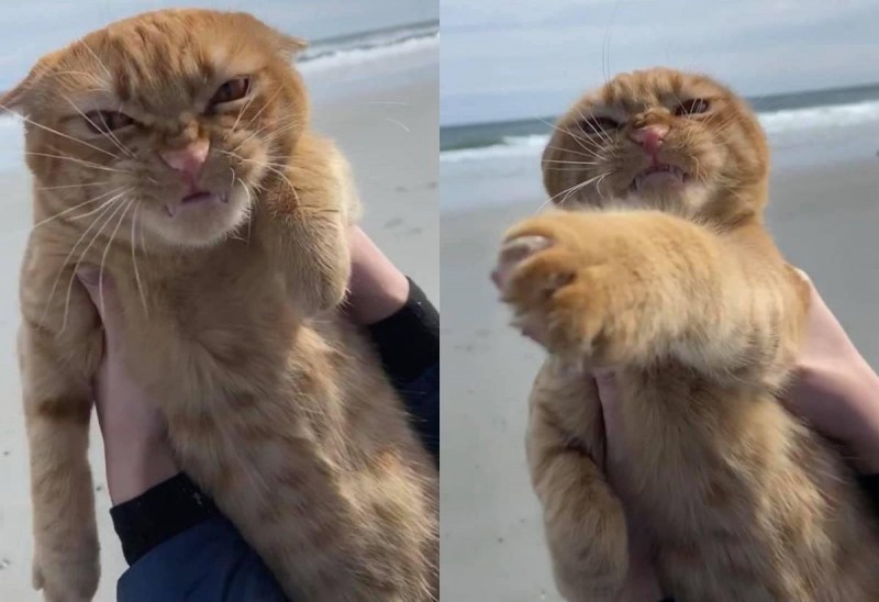 Фу Анапа кот