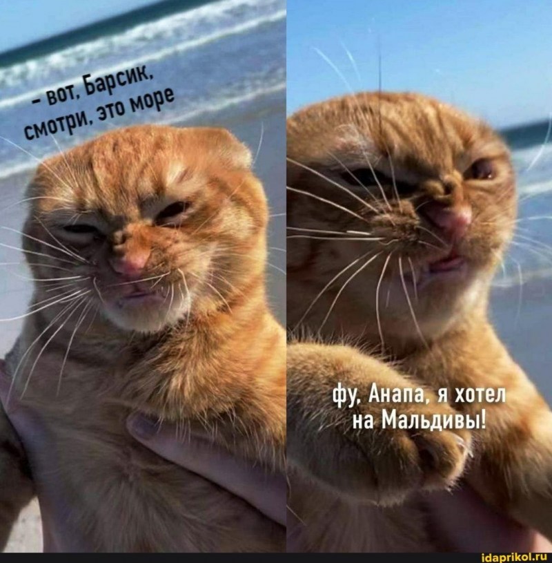 Барсик фу море