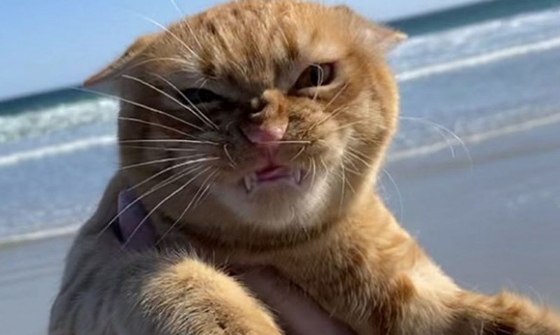 Недовольный рыжий кот