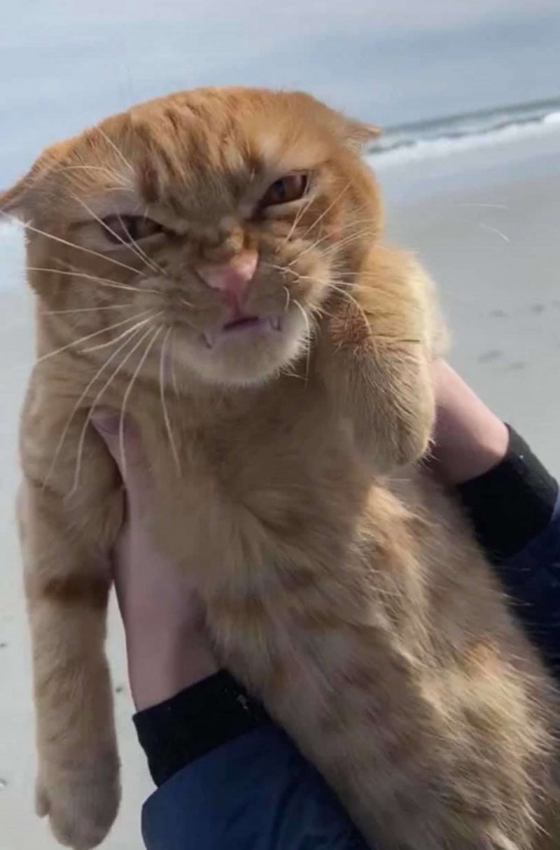 Рыжий кот фу море