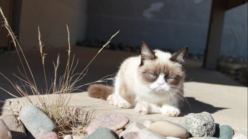 Кот на море