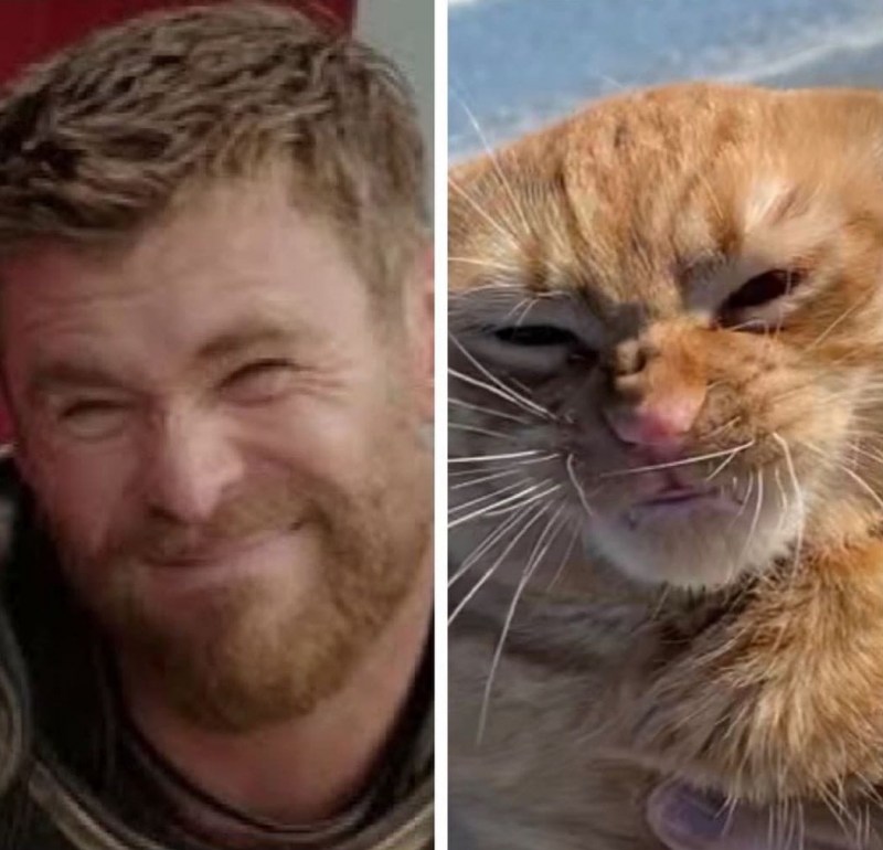 Кот на пляже