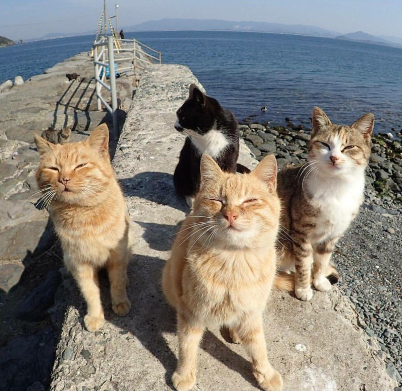 Грустный кот