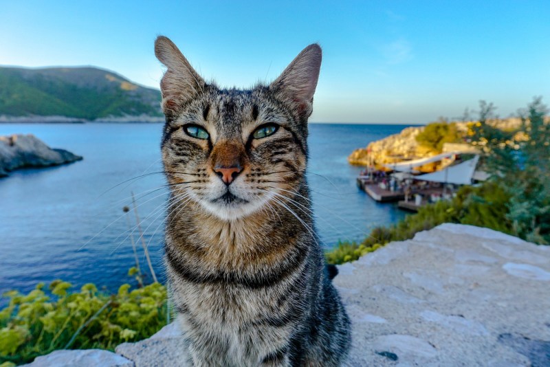 Севастопольский кот