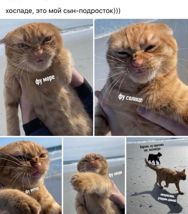 Кот на пляже