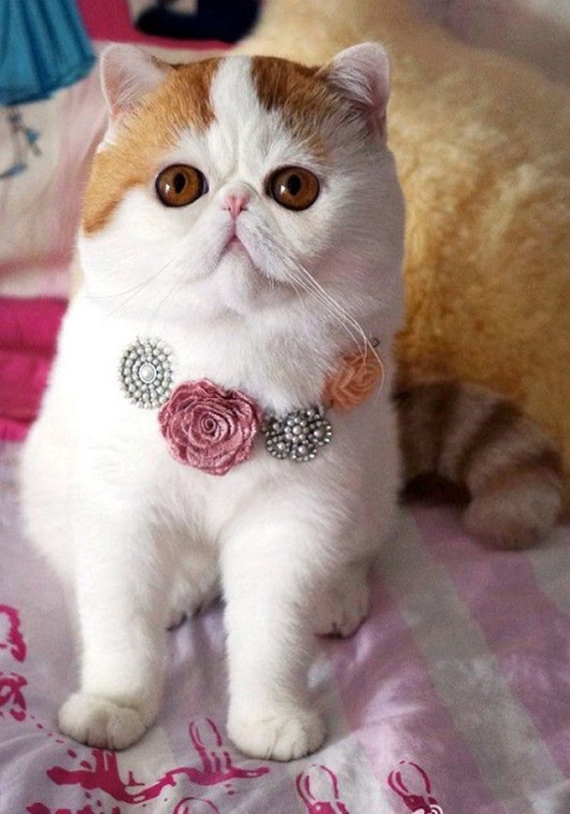 Экзот кошка