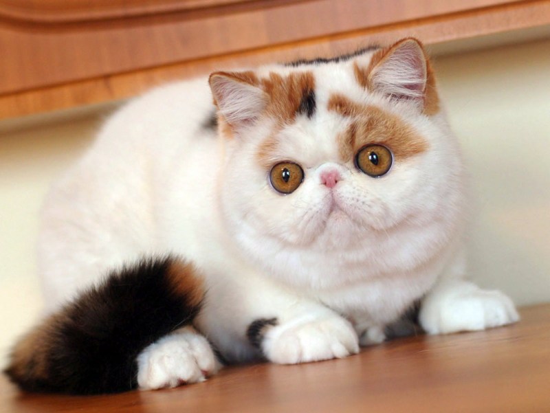 Экзотическая короткошерстная кошка
