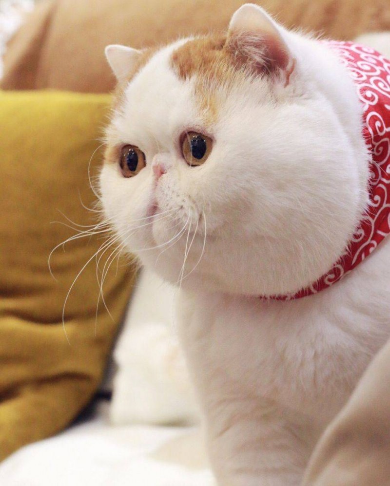 Кошки экзоты короткошерстные