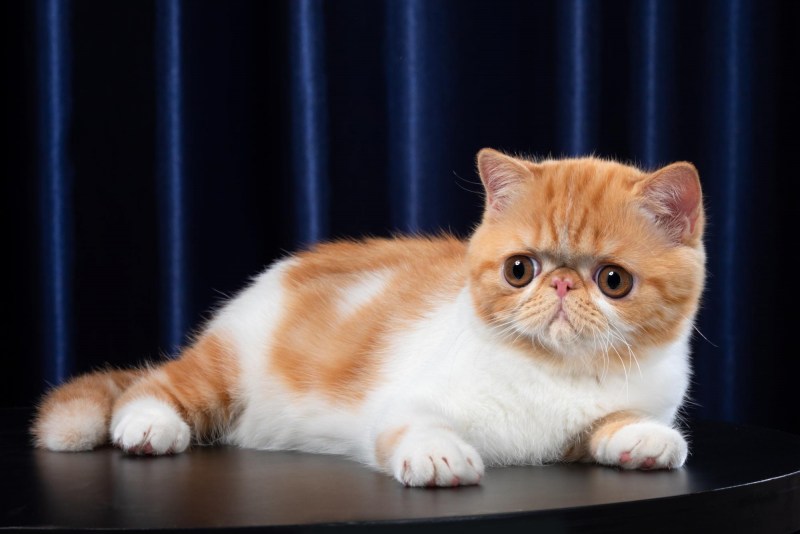 Экзотическая короткошерстная кошка