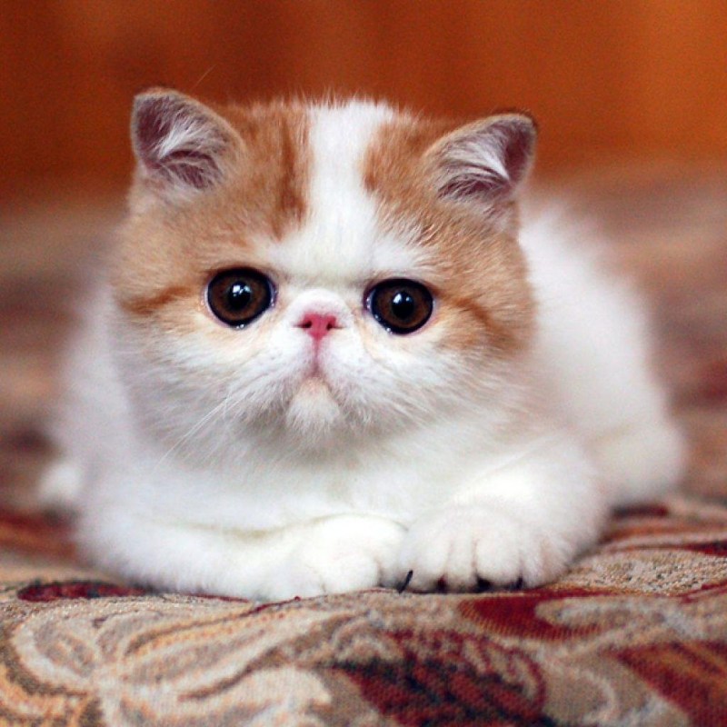 Экзотическая кошка