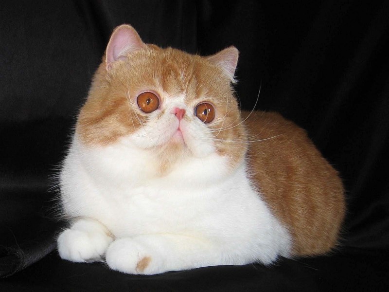 Экзотическая короткошерстная (exotic Shorthair) кошка.