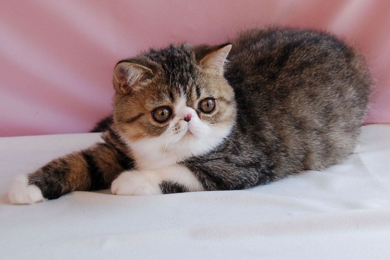 Экзот кошка