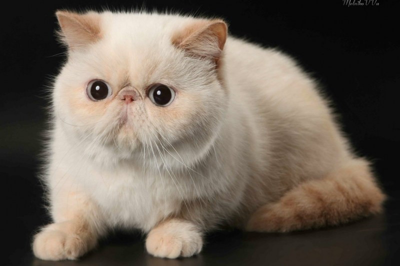 Экзот кошка