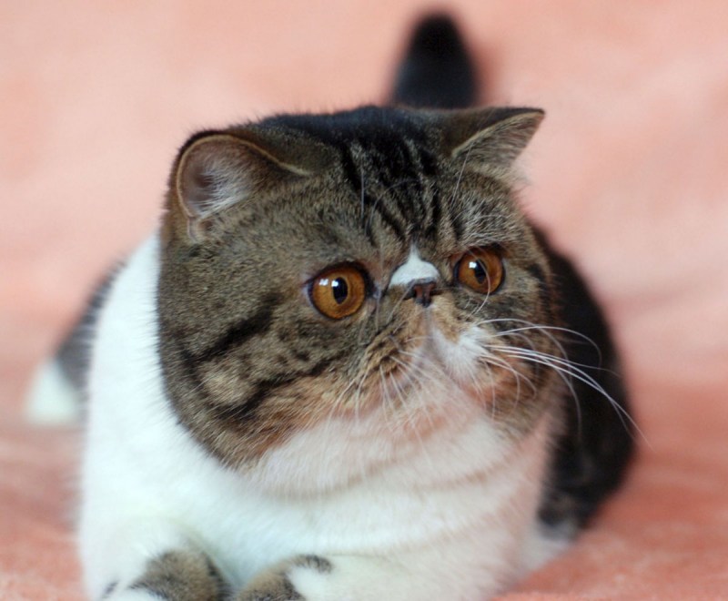 Экзот кошка