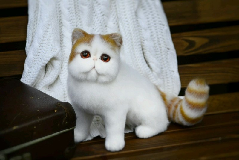 Персидский кот экзот рыжий