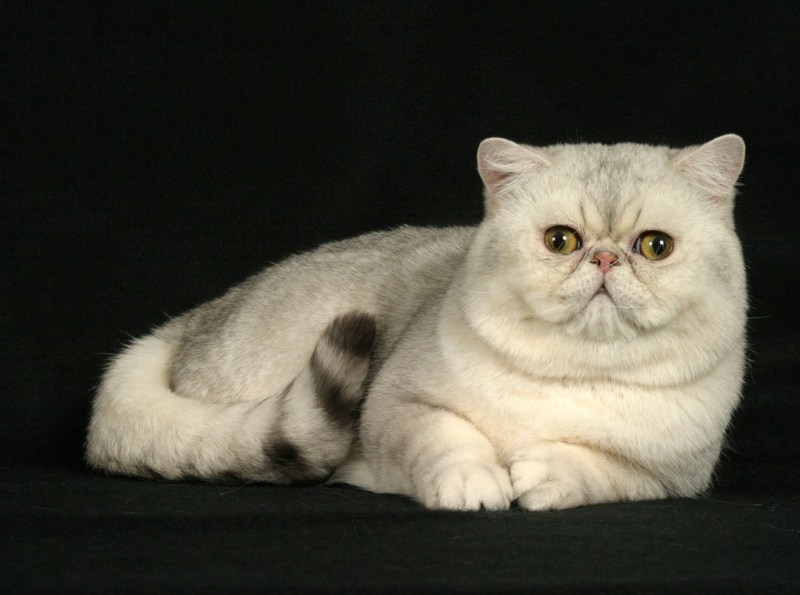 Экзотическая короткошерстная кошка толстая