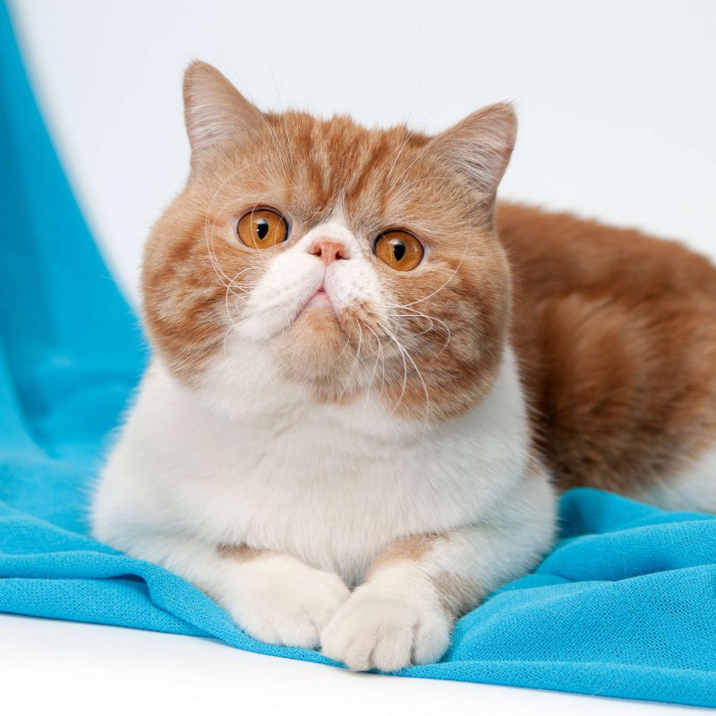 Экзотическая короткошерстная кошка