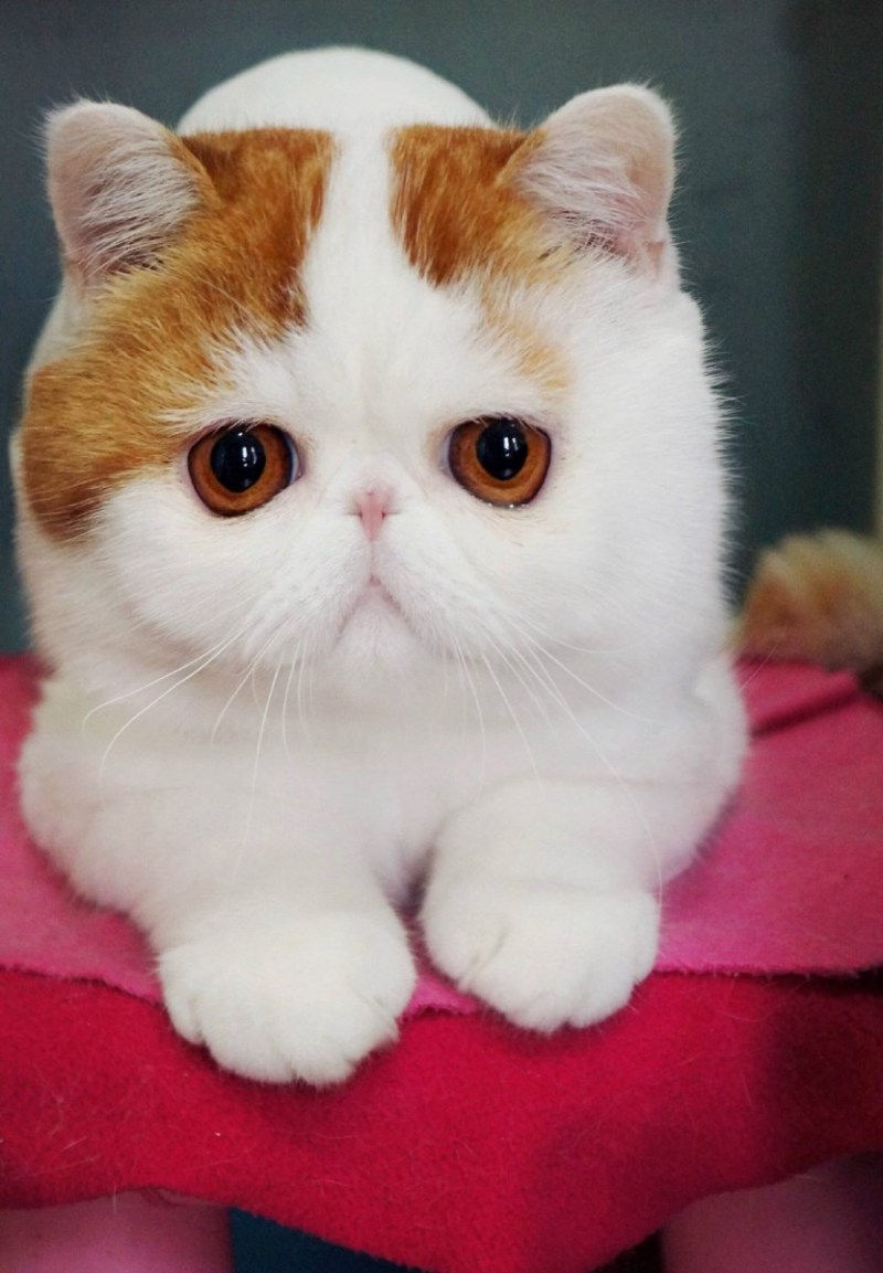 Экзотическая короткошерстная кошка