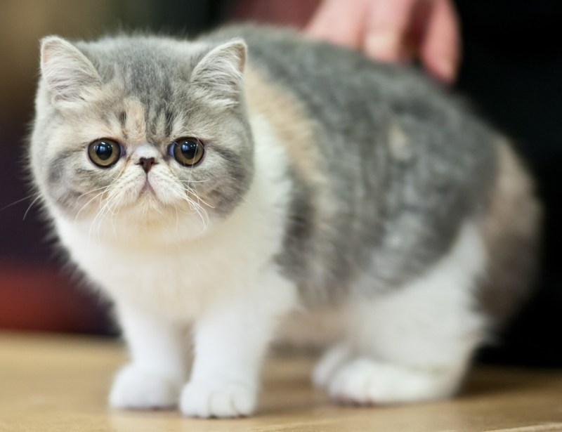 Экзотическая кошка (кот экзот)