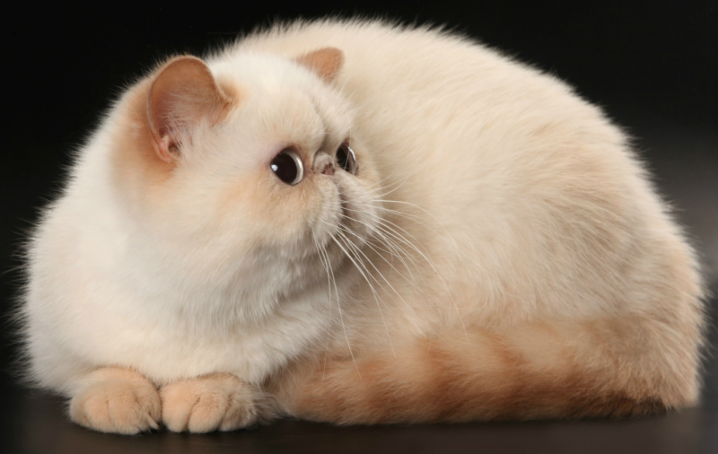 Экзот кошка