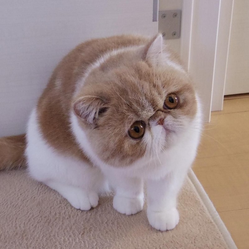 Кот американский экзот