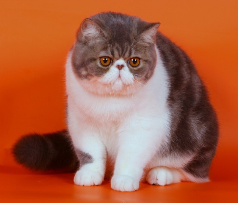 Экзот кошка