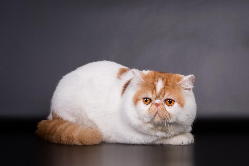 Экзотическая короткошерстная кошка