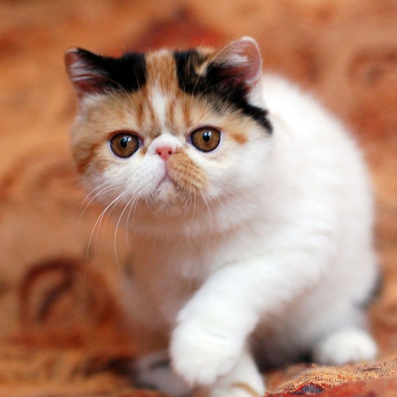 Экзотическая короткошерстная (exotic Shorthair) кошка.