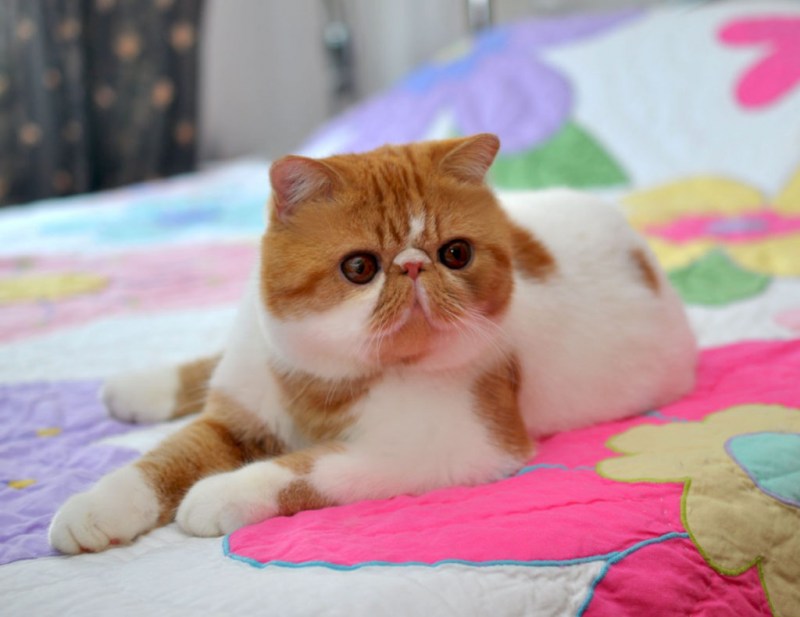 Японская кошка экзот
