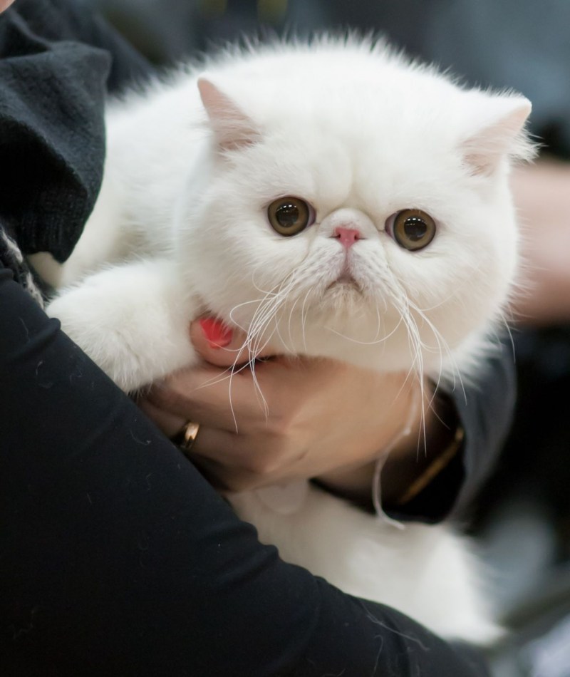 Кошки экзоты короткошерстные