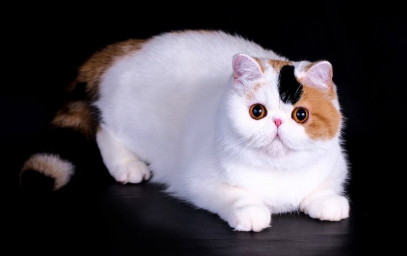 Экзот кошка