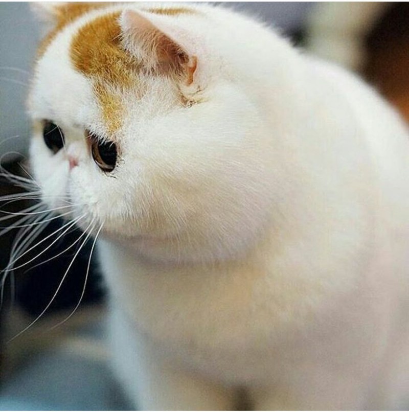 Экзот кошка