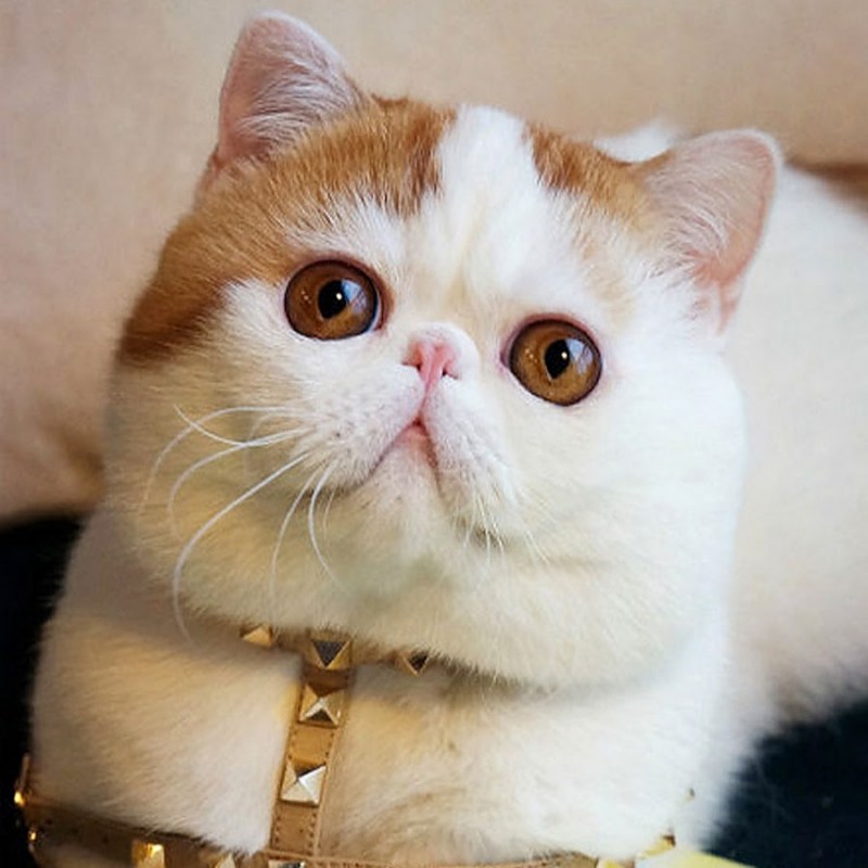 Экзот кошка