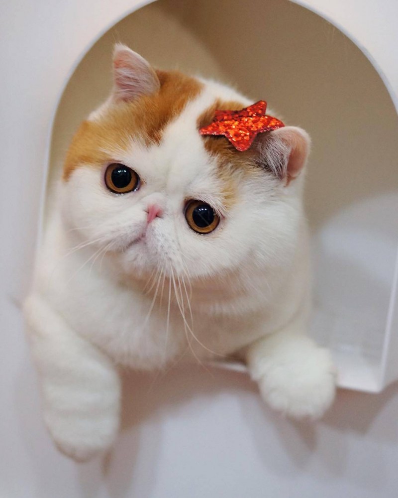 Кошки экзоты короткошерстные