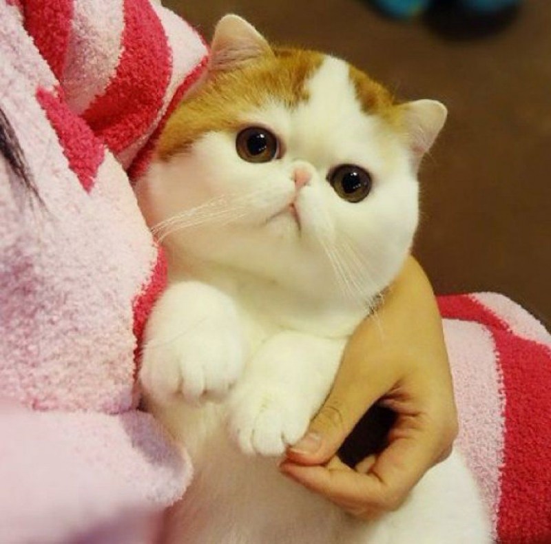 Вислоухий экзот Манчкин