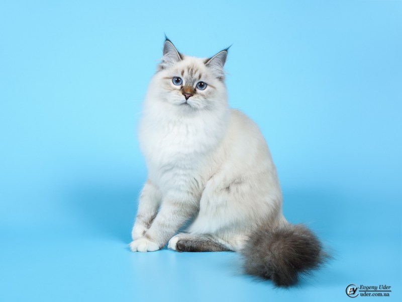 Невская маскарадная кошка короткошерстная