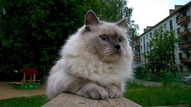 Невская маскарадная кошка