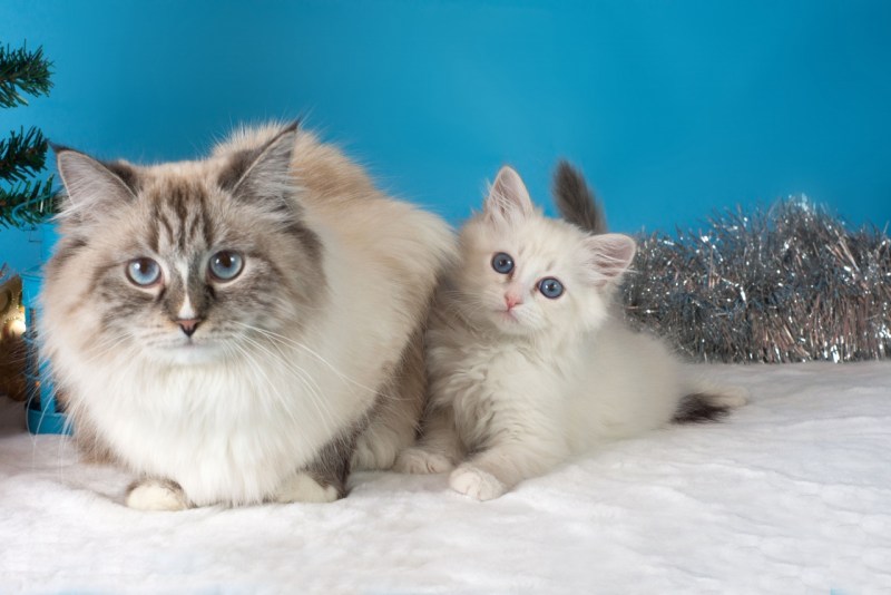 Невские маскарадные котята