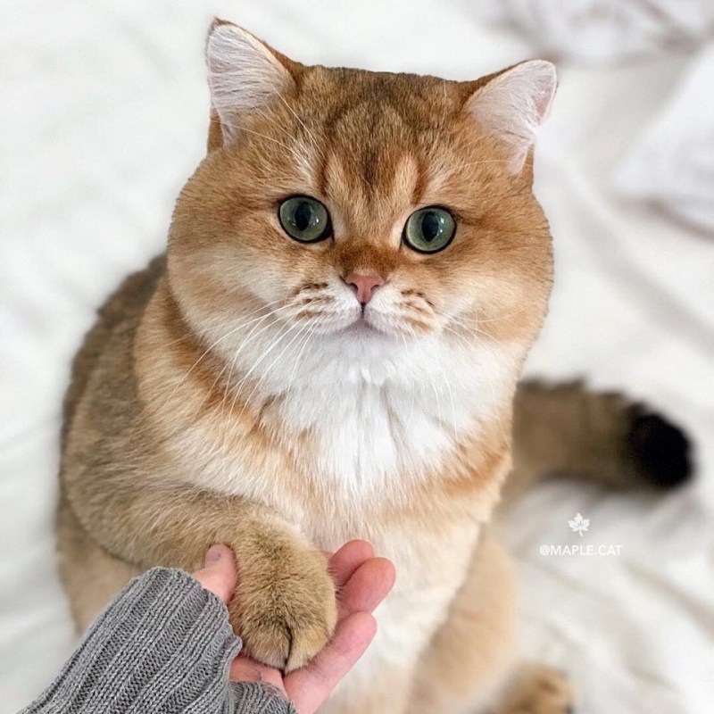 Шотландская короткошерстная Золотая шиншилла