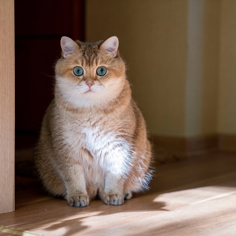 Шотландская короткошерстная Золотая шиншилла