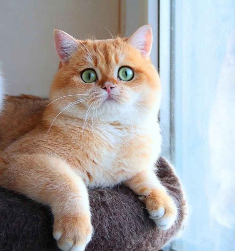 Шотландская короткошерстная Золотая шиншилла