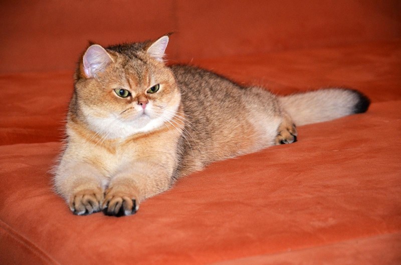 Британец Золотая шиншилла котенок