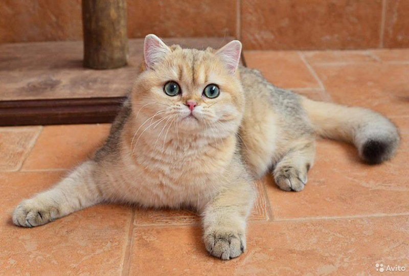 Британская Золотая шиншилла
