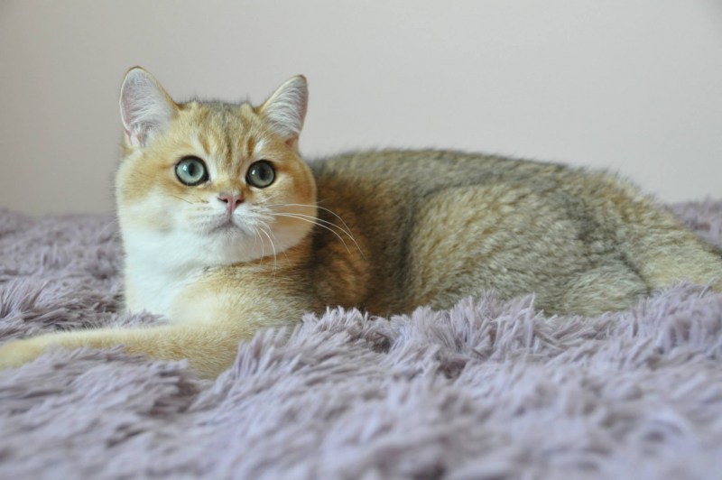 Золотистая шиншилла котенок