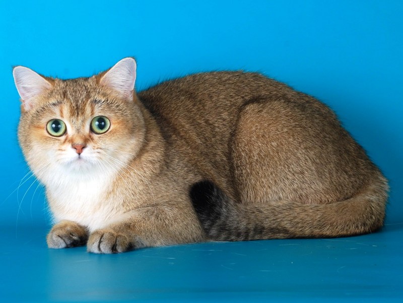 Шотландская короткошерстная Золотая шиншилла