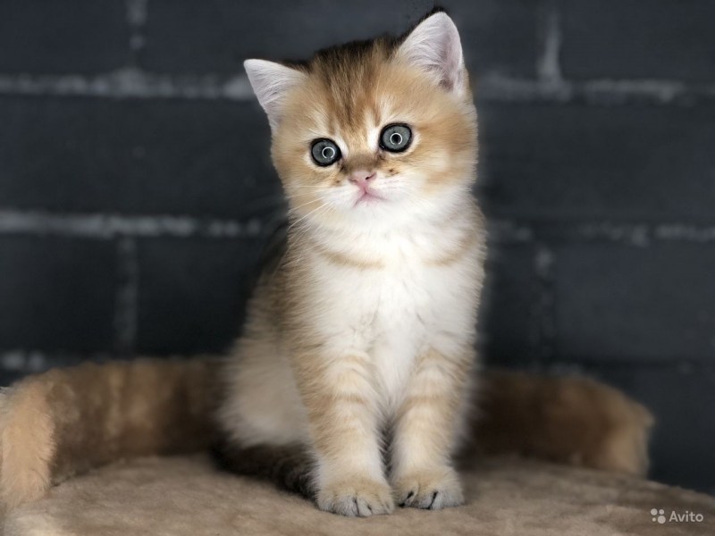 Золотая шиншилла