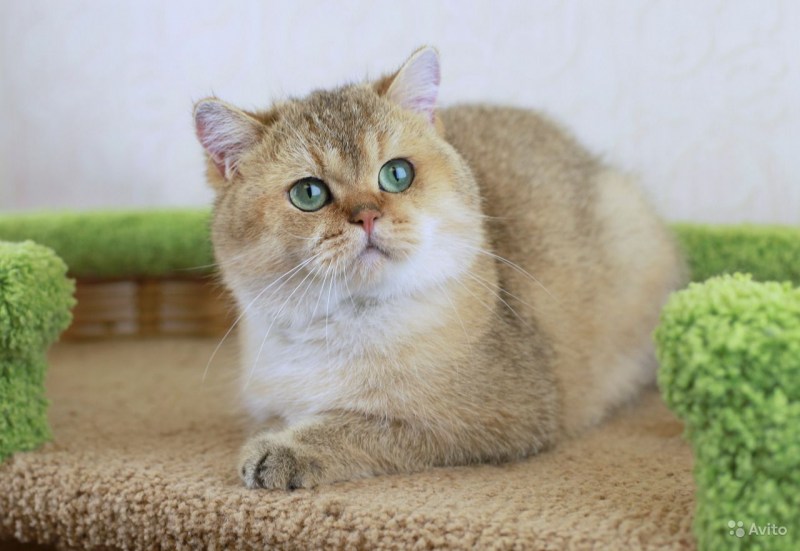 Шотландская короткошерстная Золотая шиншилла